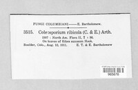 Coleosporium ribicola image